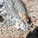 Sphingonotus caerulans