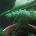 tobacco hornworm