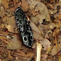 Eyed click beetle