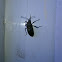 Squash Bug 