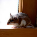 White footed mouse