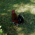 Gallus gallus