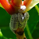 Citrus mealybug