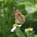 Lemon Pansy