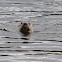 North American River Otter