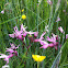 Ragged Robin