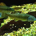 River Chub