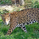 Jaguar