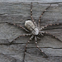 Unknown Spider