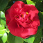 Red Camellia