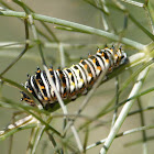 Black swallowtails (2nd & 3rd instars)