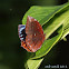 Common Palmfly