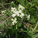 Mountain Mint
