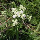 Mountain Mint