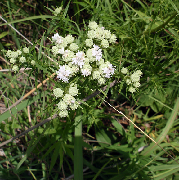 Spotting Image 1