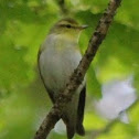 Wood Warbler