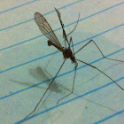 zancudo, mosquito