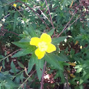 Yellow Flower