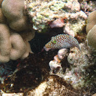 Hawaiian white-spotted toby