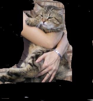 [cat[3].jpg]