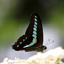 青鳳蝶（common bluebottle )