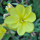 Tall Evening Primrose