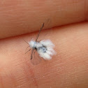 Woolly Aphid