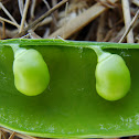 Pea - Little Marvel variety