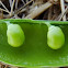 Pea - Little Marvel variety