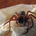 unknown spider