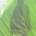 Striped Yellow-eared Bat