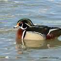 Wood Duck