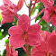 Vanda hybrid