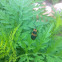 Banded net-wing beetle