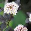 Spirea