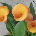 Orange Calla Lilies
