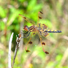 Calico Pennant