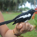 Oriental Magpie Robin