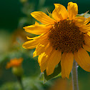 Girasol