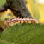 Caterpillar.