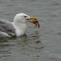 Herring Gull