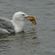 Herring Gull