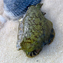 Sea hare