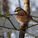 White-throated Sparrow