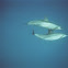 Spinner Dolphin