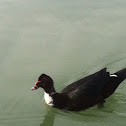 Muscovy Duck