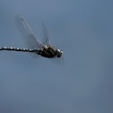 Variable Darner