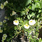 White Petunia