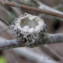 Anna's Hummingbird Eggs