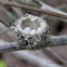 Anna's Hummingbird Eggs